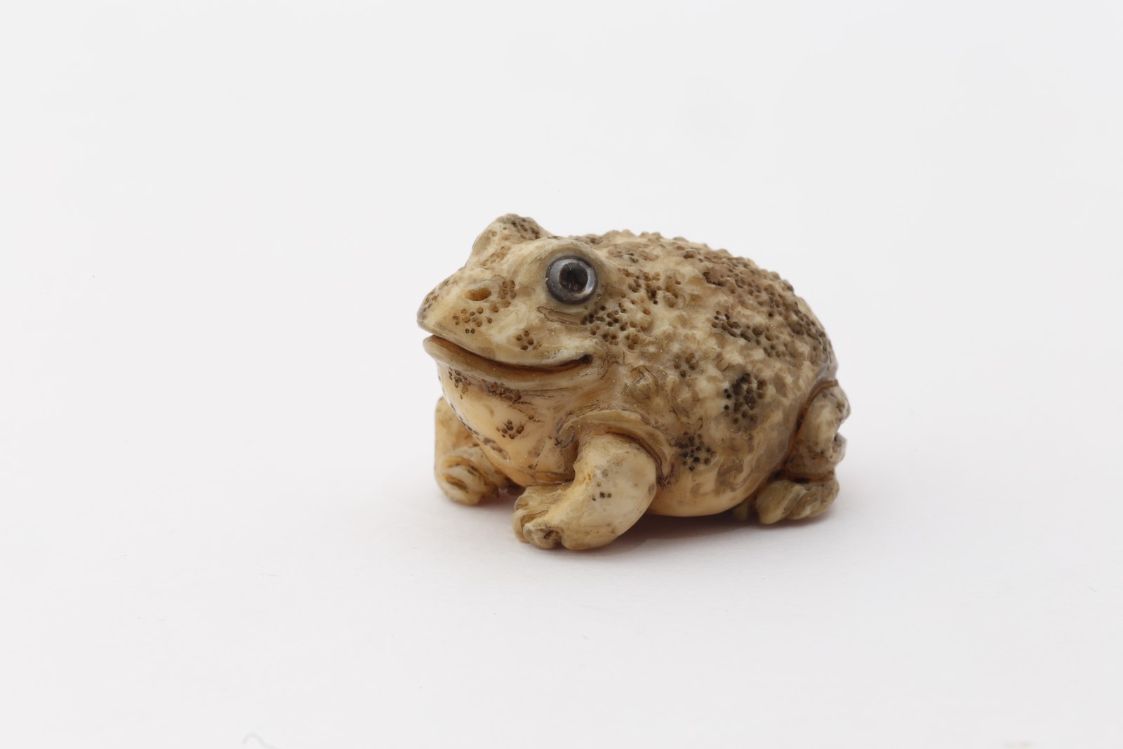 ベルツノガエル